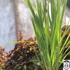 Molinia arundinacea 'Karl Foerster' - Roog-sinihelmikas 'Karl Foerster' 